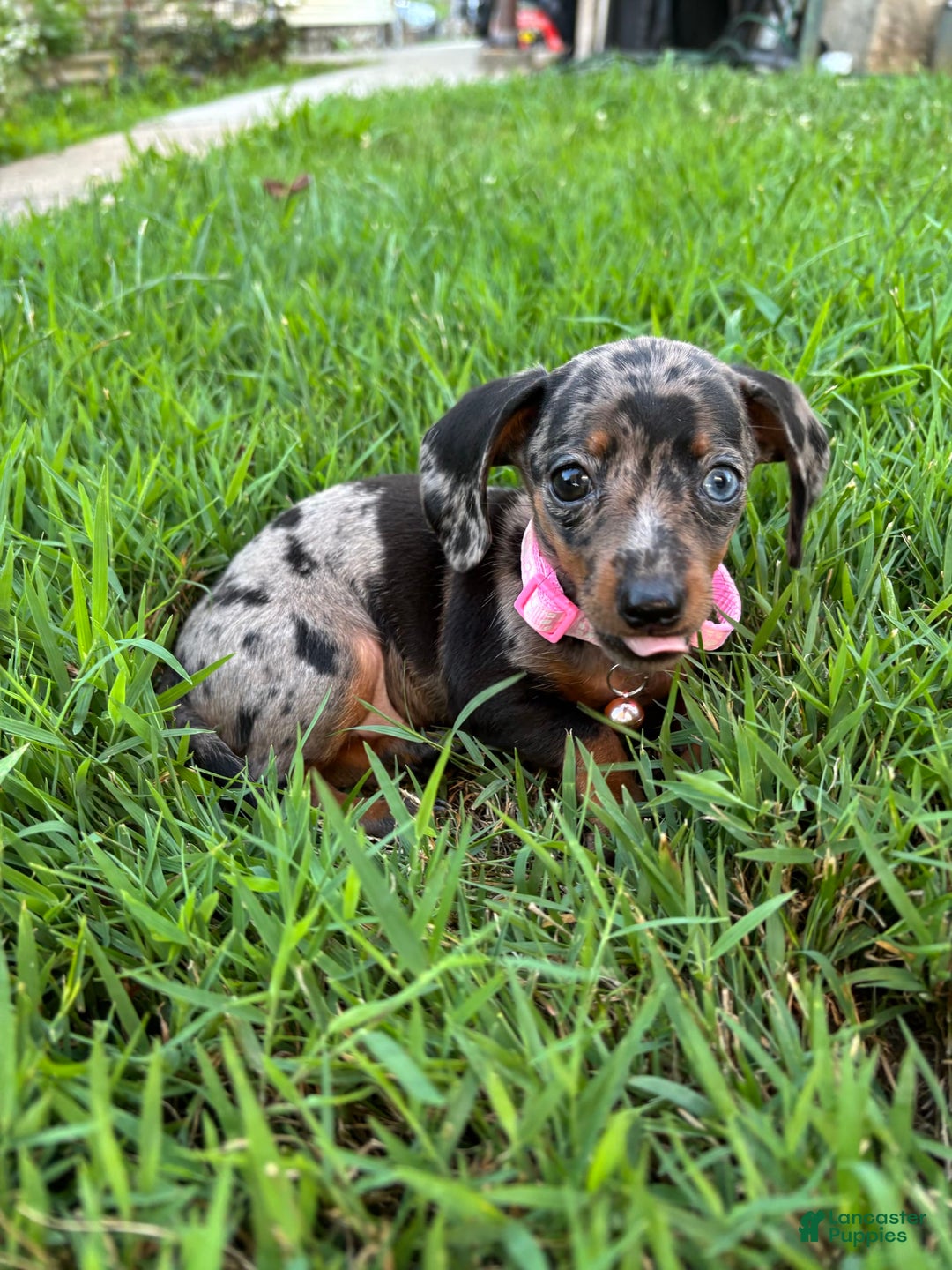 Miniature Dachshund dogs for sale: Gouda - Image 1