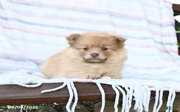 Pomeranian dogs for sale: Caramel - Image 3