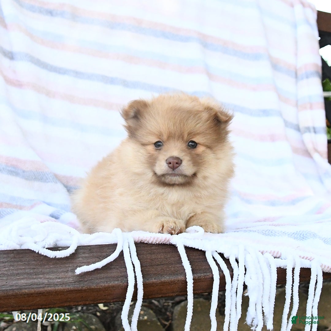 Pomeranian dogs for sale: Caramel - Image 3