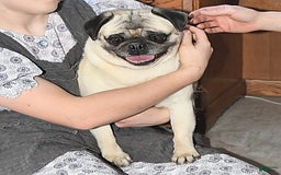 Pug dogs for sale: Lily - Image 7