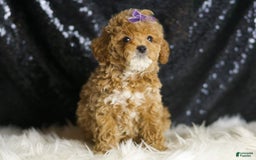 Toy Poodle dogs for sale: Naveen - Image 1
