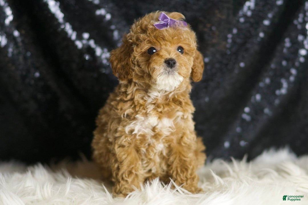 Toy Poodle dogs for sale: Naveen - Image 1