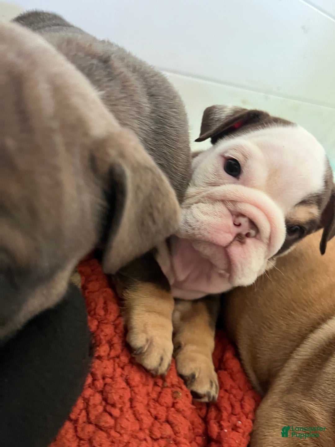 English Bulldog dogs for sale: Spot - Image 1