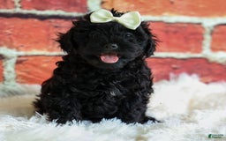 Yorkiepoo dogs for sale: Rex - Image 11
