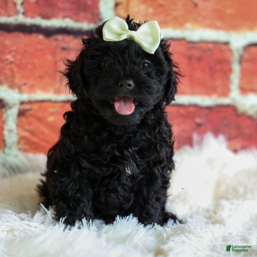 Yorkiepoo dogs for sale: Rex - Image 11