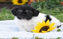 Yorkiepoo dogs for sale: Irish - Image 3
