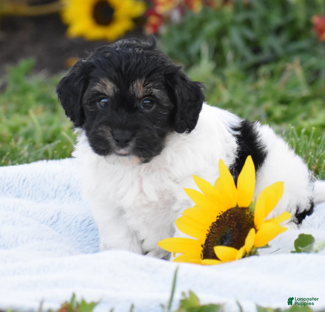 Yorkiepoo dogs for sale: Irish - Image 3