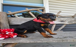 Rottweiler dogs for sale: Ashton - Image 4