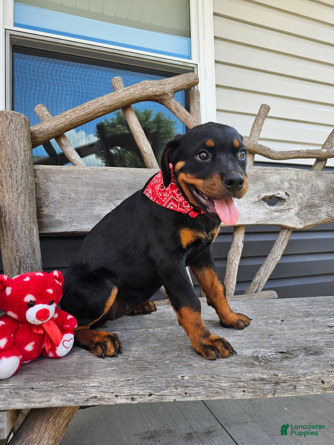 Rottweiler dogs for sale: Ashton - Image 4