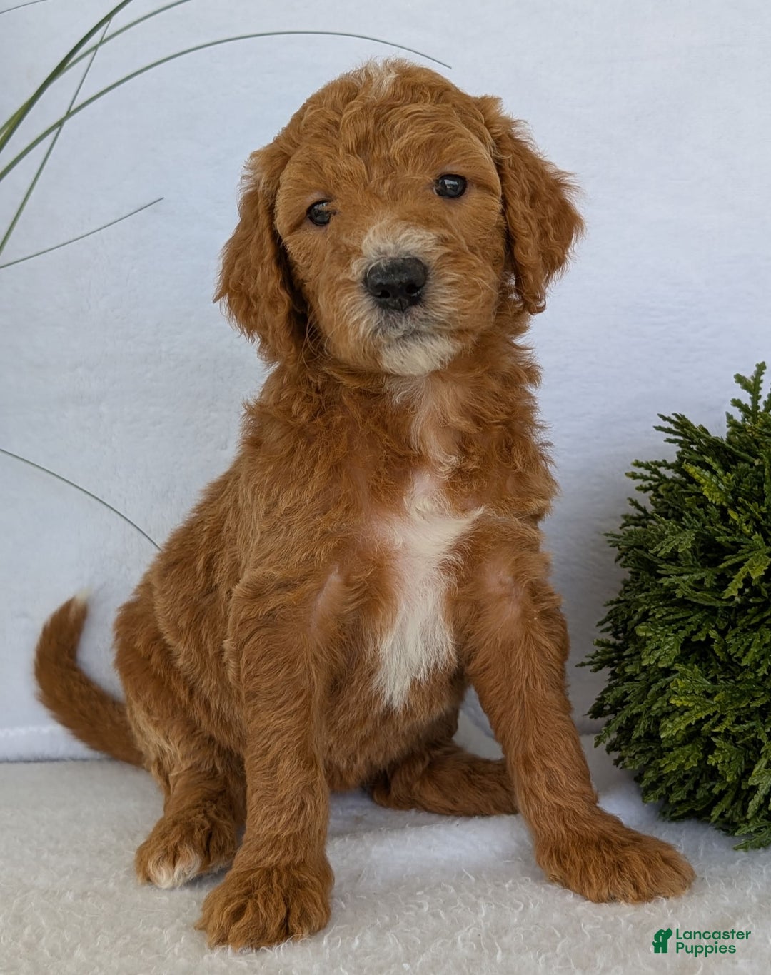 Goldendoodle dogs for sale: Zoey - Image 1