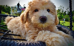 Havapoo dogs for sale: Wags - Image 5