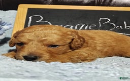 Mini Goldendoodle dogs for sale: Beanie Baby - Image 1