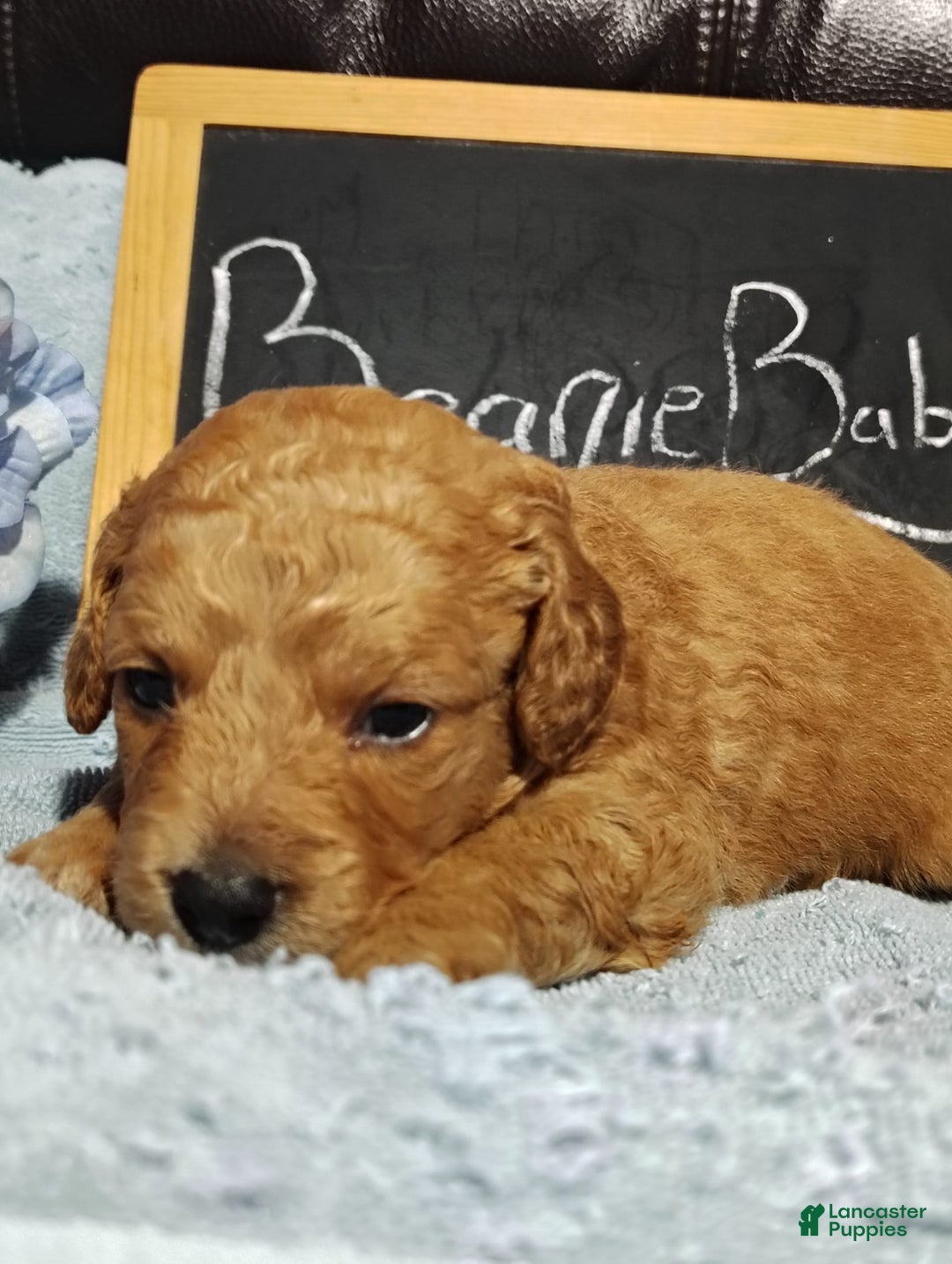 Mini Goldendoodle dogs for sale: Beanie Baby - Image 1