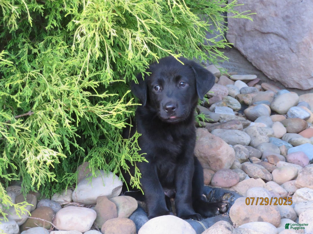 Labrador Retriever dogs for sale: Hunter - Image 13