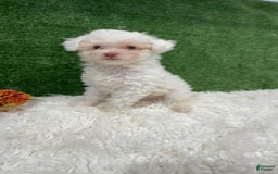 Toy Poodle dogs for sale: Leo Corbata Azul - Image 5