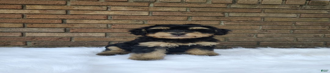 Bella