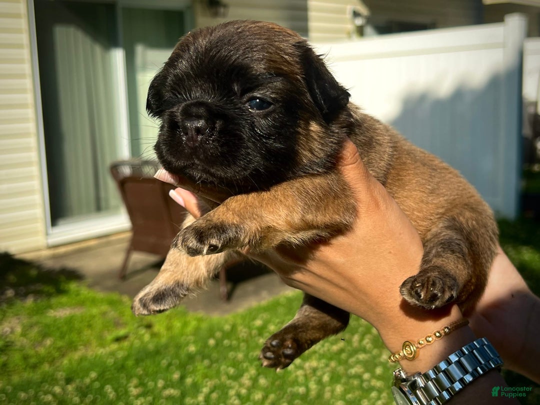 French Bulldog dogs for sale: Snickers The Fluffy - Image 5