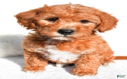  dogs for sale: Rosie - Image 1