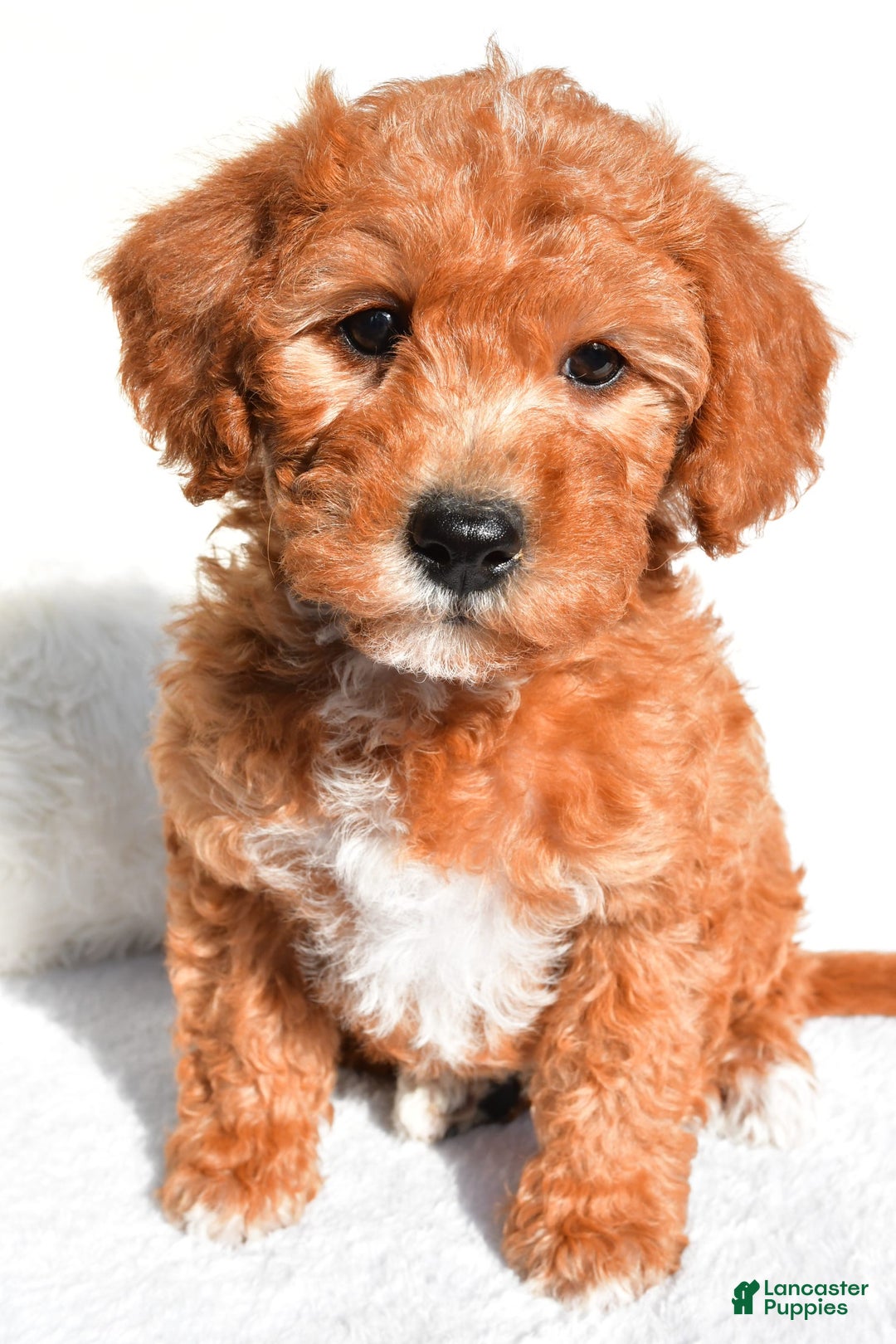  dogs for sale: Rosie - Image 1