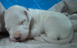 Dogo Argentino dogs for sale: M1 - Image 1