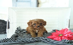Cavapoo dogs for sale: Nixon - Image 1
