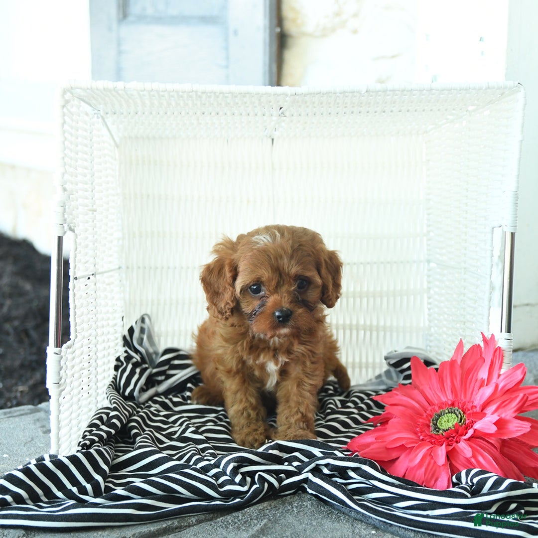 Cavapoo dogs for sale: Nixon - Image 1
