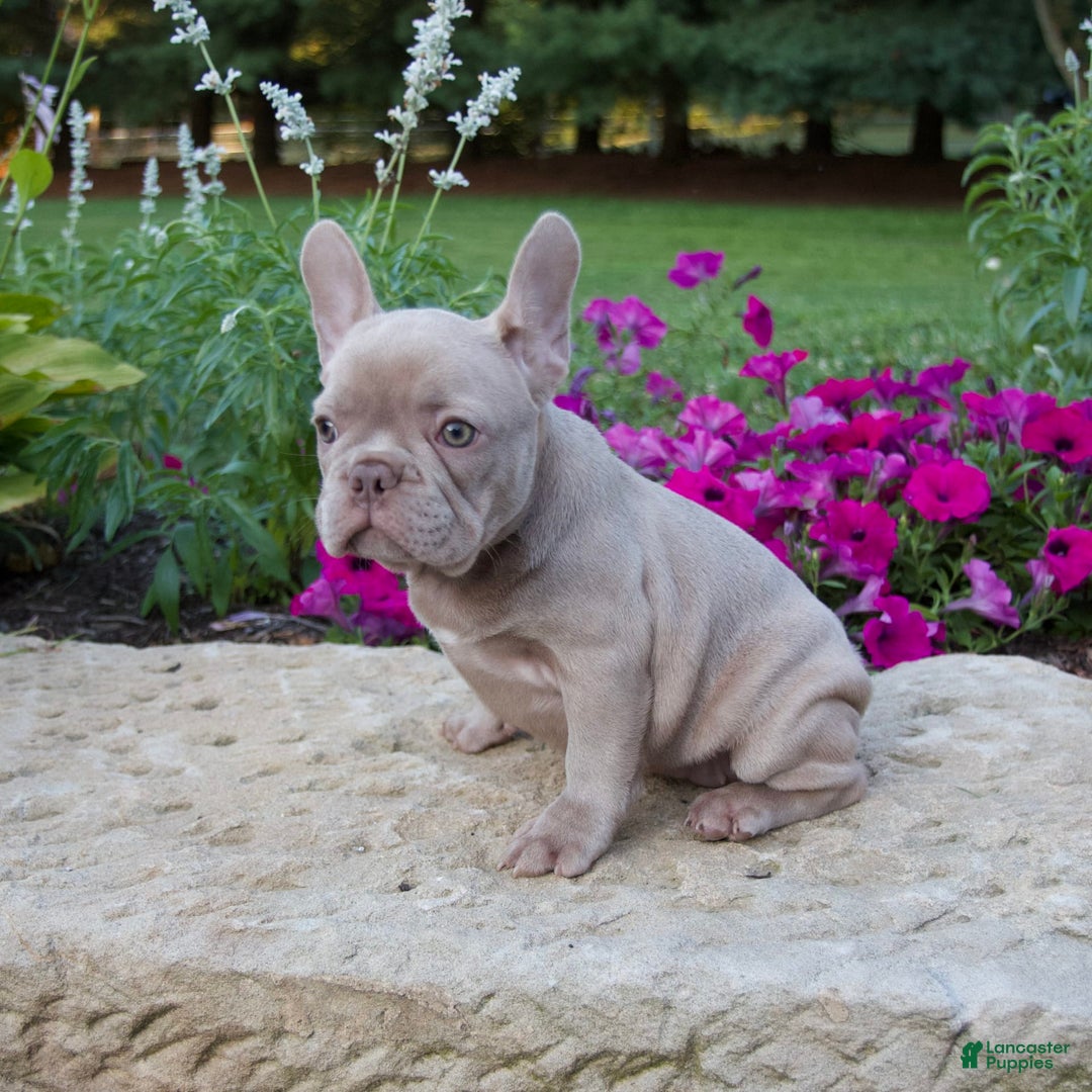 French Bulldog dogs for sale: Ellie - Image 7