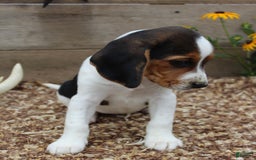 Beagle dogs for sale: Lilly - Image 2