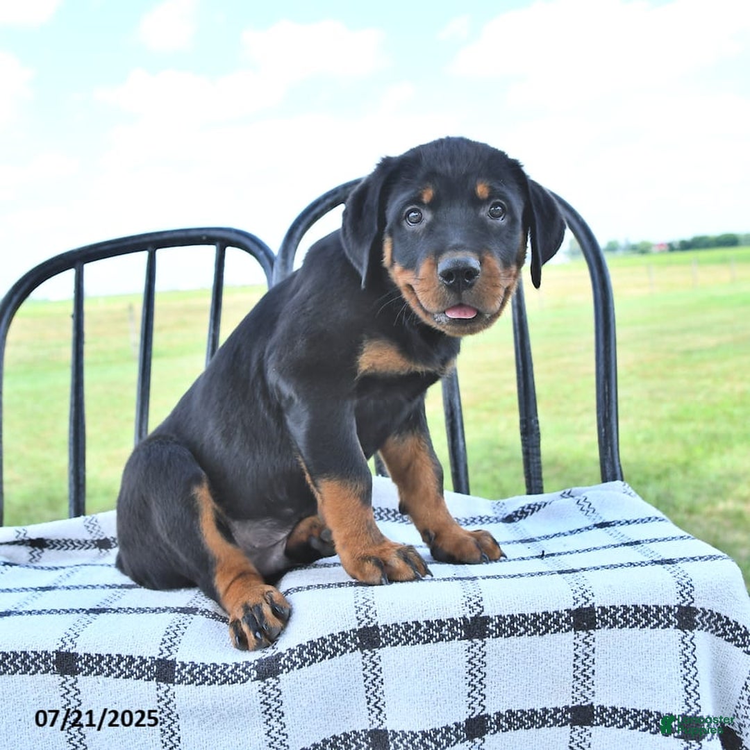 Rottweiler dogs for sale: Duke - Image 4