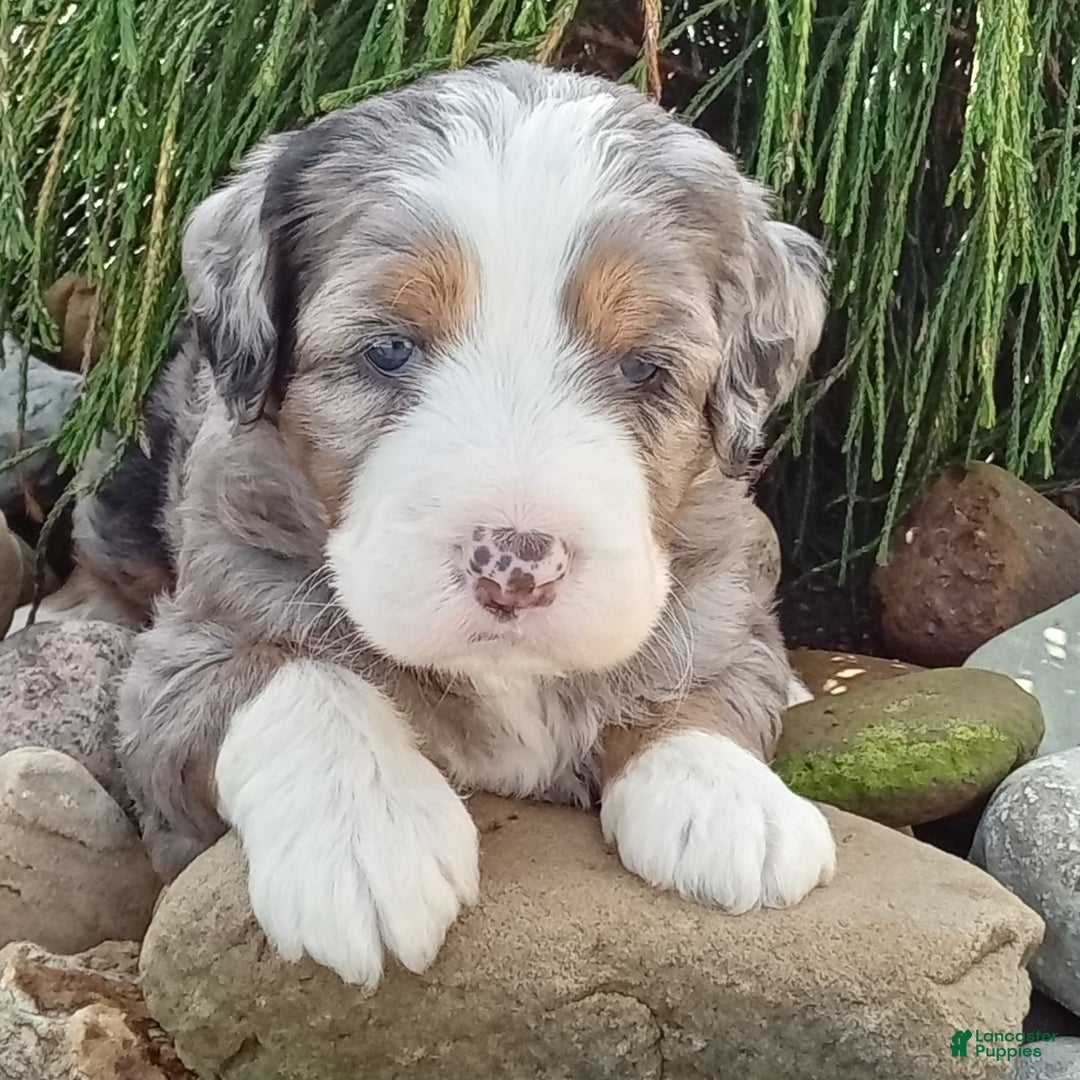 Mini Bernedoodle dogs for sale: Mia - Image 22