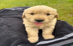Golden Retriever dogs for sale: Golden Retriever 2 puppies - Image 2