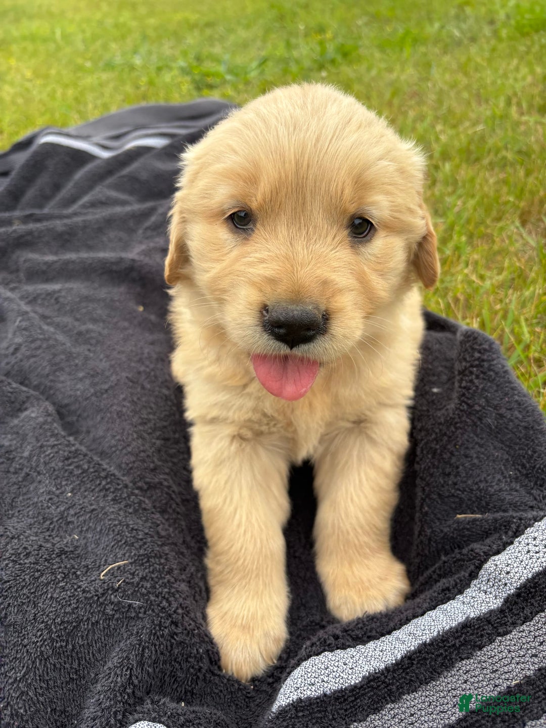 Golden Retriever dogs for sale: Golden Retriever 2 puppies - Image 2