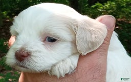 Cockapoo dogs for sale: Sugar - Image 5
