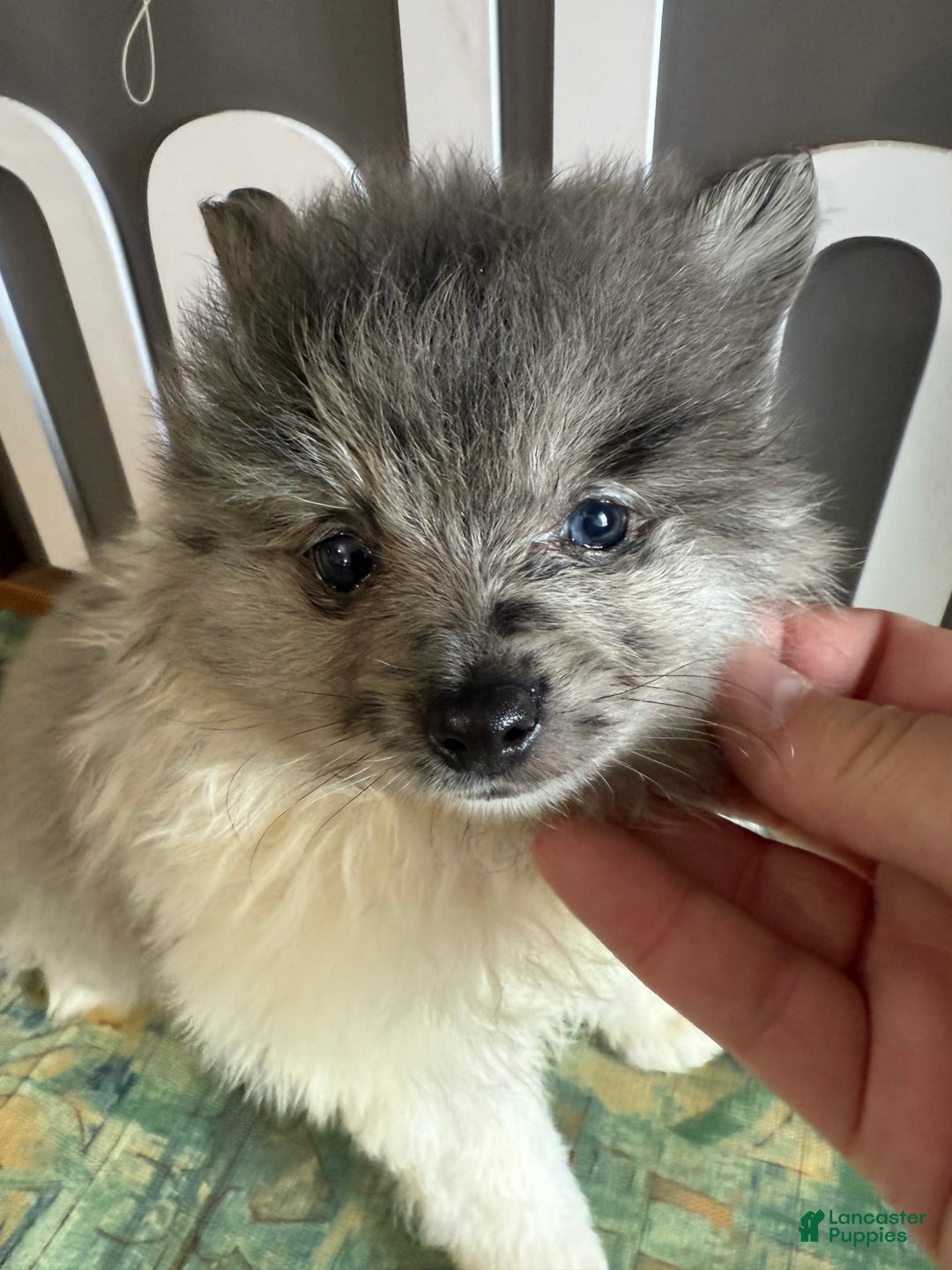 Pomeranian dogs for sale: Aaron - Image 11