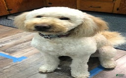 Goldendoodle dogs for sale: Baby Girl - Image 7