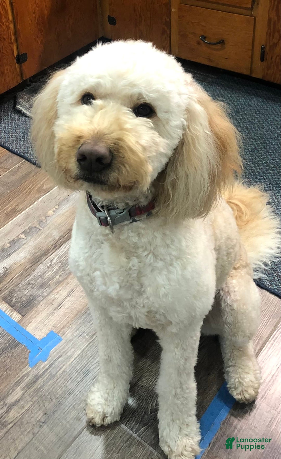 Goldendoodle dogs for sale: Baby Girl - Image 7