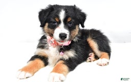 Australian Shepherd dogs for sale: Kiki - Image 7