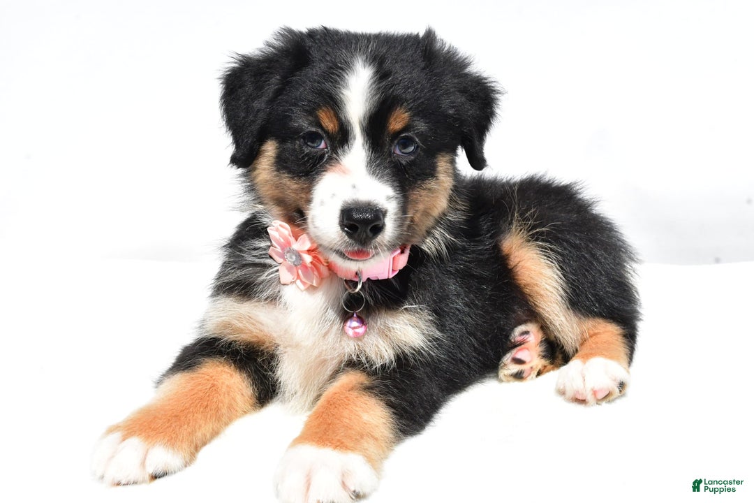 Australian Shepherd dogs for sale: Kiki - Image 7
