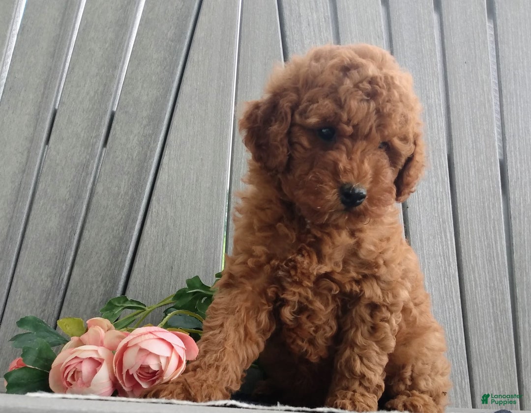 Miniature Poodle dogs for sale: Rily - Image 4