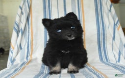 Pomsky dogs for sale: Hershey - Image 5
