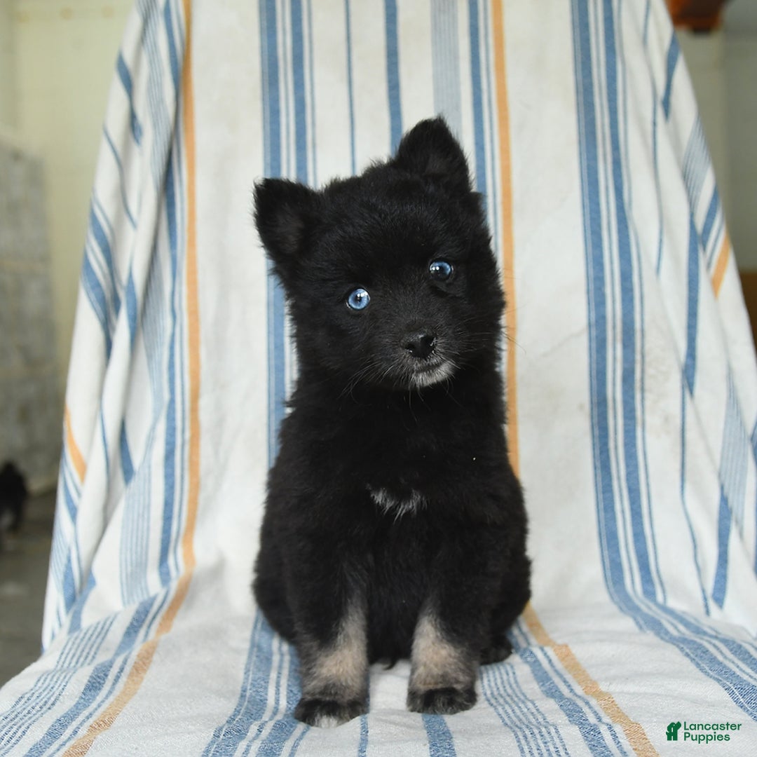 Pomsky dogs for sale: Hershey - Image 5