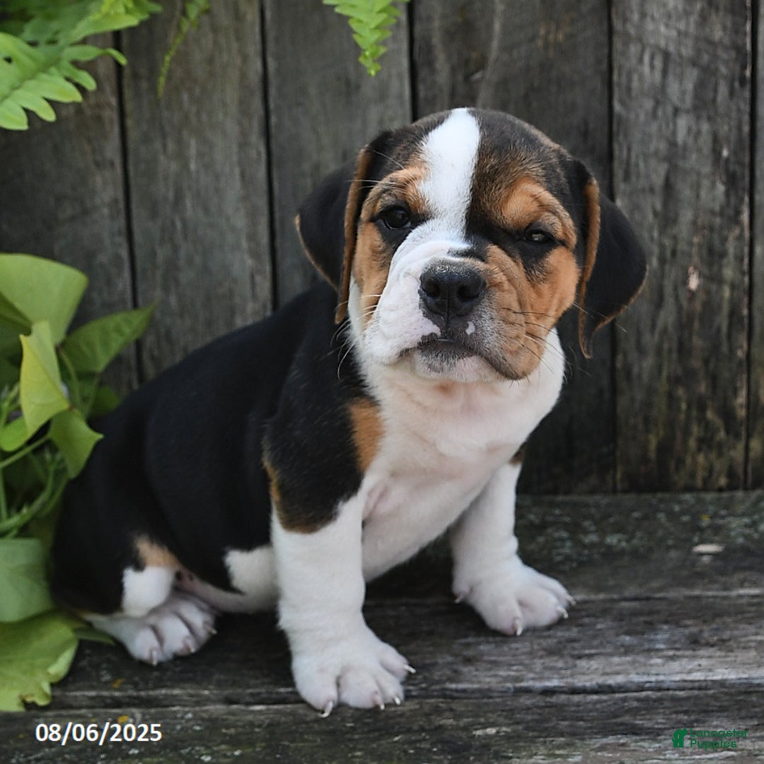 Beabull dogs for sale: Beabull 8 puppies - Image 6