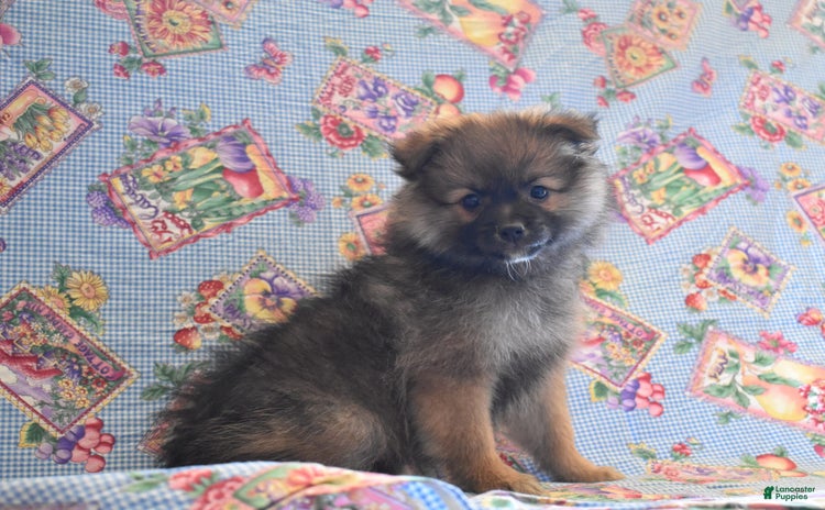 Pomeranian dogs - Advert 36