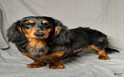 Miniature Dachshund dogs for sale: Mason - Image 9