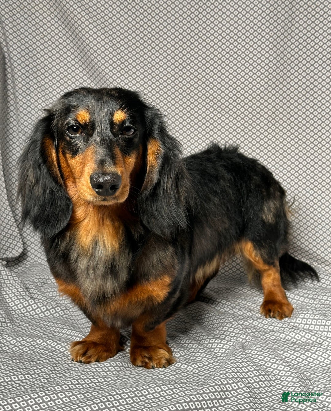 Miniature Dachshund dogs for sale: Mason - Image 9