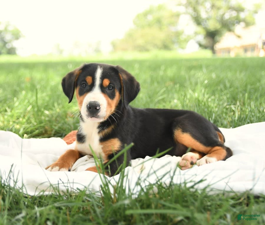 Greater Swiss Mountain Dog dogs for sale: Gemma - Image 2