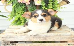 Welsh Corgi Pembroke dogs for sale: Paddington - Image 5