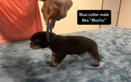 Rottweiler dogs for sale: Blue Collar - Image 3