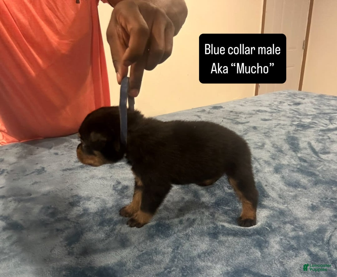 Rottweiler dogs for sale: Blue Collar - Image 3