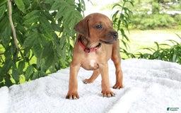 Rhodesian Ridgeback dogs for sale: Gemma - Image 5